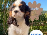 Des chiots Cavaliers King Charles LOF disponibles à la réservation