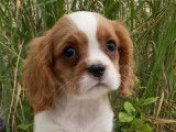 Des chiots Cavaliers King Charles LOF disponibles à la réservation