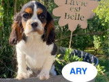 Des chiots Cavaliers King Charles LOF disponibles à la réservation