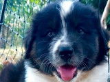 À vendre 2 chiots Bergers Australiens tricolores LOF