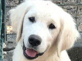 À vendre 3 chiots mâles Golden Retrievers sable (LOF)