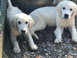 À vendre 3 chiots mâles Golden Retrievers sable (LOF)