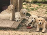 À vendre 3 chiots mâles Golden Retrievers sable (LOF)