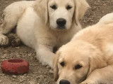 À vendre 3 chiots mâles Golden Retrievers sable (LOF)