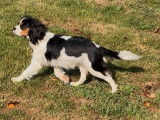 Femelle Cavalier King Charles tricolore LOF née en octobre 2024 à vendre