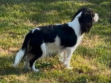 Femelle Cavalier King Charles tricolore LOF née en octobre 2024 à vendre