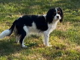 Femelle Cavalier King Charles tricolore LOF née en octobre 2024 à vendre