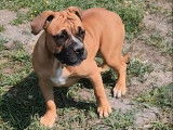 Un chiot femelle Bulldog Continental LOF disponible à l’achat