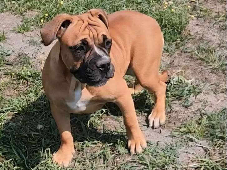 Un chiot femelle Bulldog Continental LOF disponible à l’achat