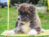 À réserver, 4 chiots Landseer LOF, noir et blanc, 2 mâles et 2 femelles