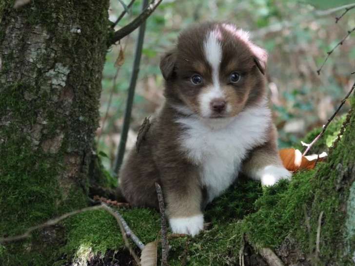 Des chiots Bergers Américains Miniatures LOF à réserver