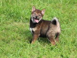 À vendre 2 chiots Shiba Inu sésame (LOF)
