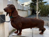Chien adulte Teckel Standard à poil ras LOF chocolat pour saillie