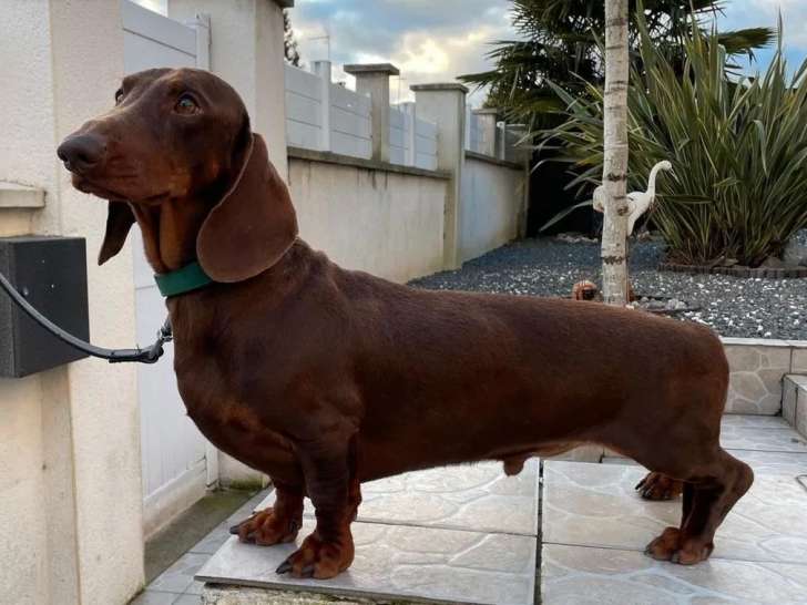 Chien adulte Teckel Standard à poil ras LOF chocolat pour saillie