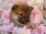 4 chiots Shiba Inu juillet 2025 LOF à réserver 2 mâles et 2 femelles
