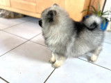 3 chiots Spitz-Loup (Keeshond) LOF à acheter