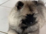 3 chiots Spitz-Loup (Keeshond) LOF à acheter