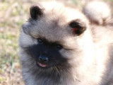 3 chiots Spitz-Loup (Keeshond) LOF à acheter
