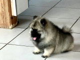 3 chiots Spitz-Loup (Keeshond) LOF à acheter