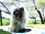 Superbes chiots Spitz-Loup (Keeshond) LOF à réserver