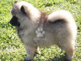 Superbes chiots Spitz-Loup (Keeshond) LOF à réserver