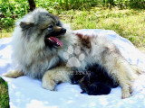 Superbes chiots Spitz-Loup (Keeshond) LOF à réserver