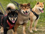 6 chiots Shiba Inu août 2025 LOF à réserver 3 mâles et 3 femelles
