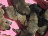 6 chiots Shiba Inu août 2025 LOF à réserver 3 mâles et 3 femelles