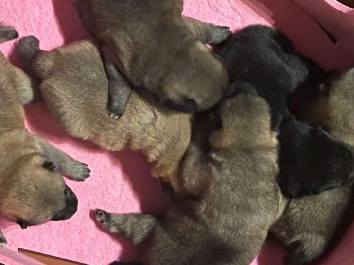 6 chiots Shiba Inu août 2025 LOF à réserver 3 mâles et 3 femelles