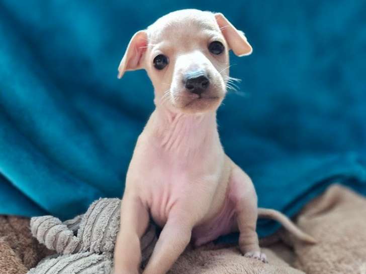 3 chiots Petit Lévrier Italien juillet 2025 LOF à réserver 3 mâles