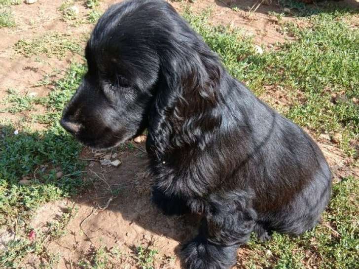 2 chiots Cockers Anglais juin 2025 LOF à réserver 1 mâle et 1 femelle