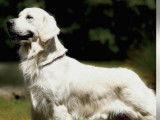 4 chiots Golden Retriever juin 2025 LOF à réserver 2 mâles et 2 femelles