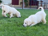 4 chiots Golden Retriever juin 2025 LOF à réserver 2 mâles et 2 femelles