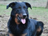 1 chien adulte Beauceron LOF pour saillie
