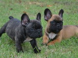 1 chiot Bouledogue Français LOF à réserver 1 mâle