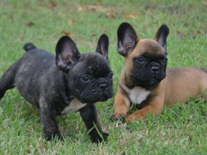 1 chiot Bouledogue Français LOF à réserver 1 mâle