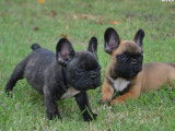 3 chiots Bouledogue Français LOF juillet 2025 à réserver 3 mâles