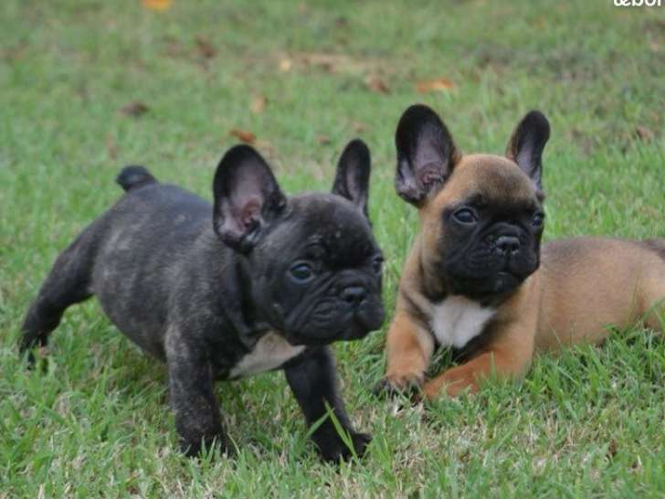 3 chiots Bouledogue Français LOF juillet 2025 à réserver 3 mâles
