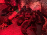 11 chiots Berger Allemand LOF de septembre 2025 à réserver
