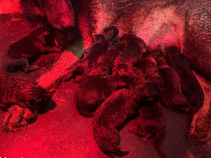 11 chiots Berger Allemand LOF de septembre 2025 à réserver
