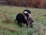 1 femelle Labrador LOF adulte, éduquée chasse