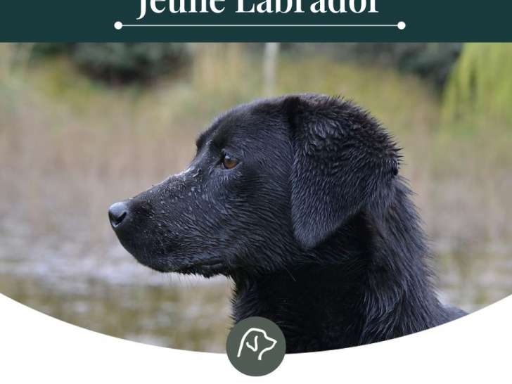 1 femelle Labrador LOF adulte, éduquée chasse