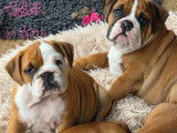 2 chiots femelles Bulldog Anglais LOF juillet 2025 à réserver
