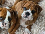 2 chiots femelles Bulldog Anglais LOF juillet 2025 à réserver