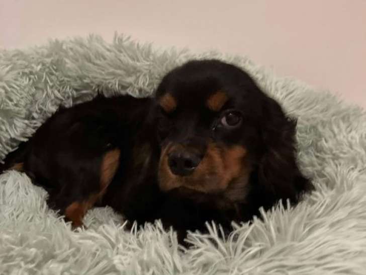 1 jeune mâle Cavalier King Charles LOF noir et feu