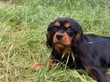 1 jeune mâle Cavalier King Charles LOF noir et feu