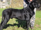 1 mâle Cane Corso LOF adulte pour saillie
