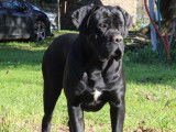 1 mâle Cane Corso LOF adulte pour saillie