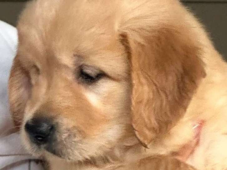 5 Chiots Golden Retriever LOF à réserver