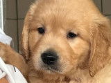 5 Chiots Golden Retriever LOF à réserver